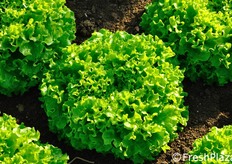 Dettaglio di Ezabel.