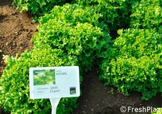 Eztoril. Tipologia: Eazyleaf a foglia VERDE frastagliata. Posizionamento: indicata per produzioni nei periodi piu' freddi dell'anno. Ciclo: medio.