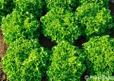 Piante di Eztoril: bellissime foglie di colore verde scuro brillante, con bordo molto seghettato. Ogni pianta produce un elevato numero di foglie della stessa dimensione, che si dividono facilmente con un solo taglio. Resistenze: HR:Bl:1-27/Nr:0