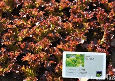 Eztela e' una Eazyleaf a foglia arrotondata ROSSA. Posizionamento: per tutte le stagioni, in coltura protetta. Ciclo: medio precoce. La pianta presenta foglie di colore rosso ciliegia, che mantiene ad un buon livello anche nel periodo estivo. Le singole foglie sono profondamente incise in 3-4 lobi con bordi finemente ondulati ed una buona distribuzione del colore.