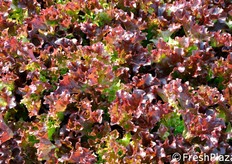 Eztela presenta una buona uniformita' di taglia tra le foglie delle diverse corone. Si adatta bene per impianti ad alta densita' fino a 30 piante al metro con raccolta meccanica oltre che ad una densita' normale di 14 piante al metro. Base eretta e piena. Resistenze: HR:Bl:1-27/Nr:0