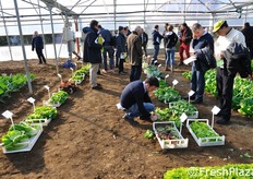 Altri esemplari di cultivar varie erano disponibili in cassette singole, per una valutazione in dettaglio del prodotto.