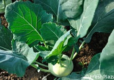 Esemplare di Romolo.