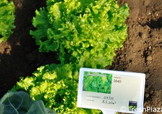 Lattuga gentile 3840, di recente introduzione e oggi denominata Marize.