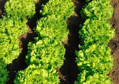 La lattuga 3840 (Marize) presenta una forma classica.