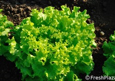 Dettaglio della lattuga 3840 (Marize).