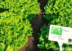 Lattuga gentile Friendy. Invernale da serra, molto rustica, con foglia verde scuro. Cespi pesanti il doppio rispetto alla cultivar 3840 (Marize).