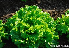 Dettaglio di Friendy.