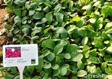 Enza Zaden vanta un'esperienza pluriennale nel segmento del ravanello.