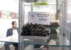 Alcune delle uve senza semi della linea ARRA.