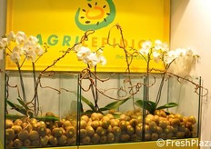 Il prodotto commercializzato dalla Agrilepidio e' il kiwi.