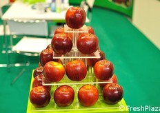 Dettaglio della mela ISAAQ. La varieta' e' resistente alla ticchiolatura.