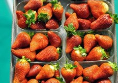 Una delle nuove selezioni di fragola presentate dal CIV a Fruit Logistica 2012.