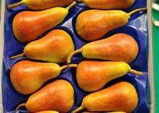 La selezione di pera Carmen.