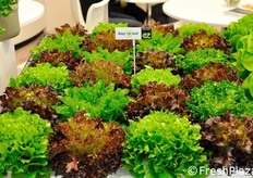 Le lattughe Eazy Leaf di Enza Zaden.