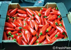 Peperone dolce e senza semi Angello della Syngenta(Paesi Bassi). Ha poi ricevuto il primo premio FLIA 2012.