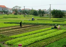 Vietnam. Secondo le dichiarazioni rilasciate a gennaio 2012 dal governo locale, il paese sarebbe destinato a diventare l'Orto d'Oriente.