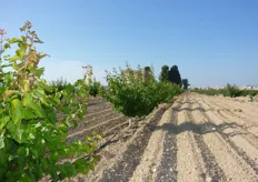 "Giovane impianto (prima foglia) di albicocco (varieta' del gruppo BEE) presso l'azienda agricola "Sorice" agro di Ruvo di Puglia (BA)."