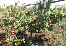 "Giovane pianta di albicocco "Pinkcot", presso l'azienda agricola "Ruggero Fortunato" in agro di Rocca Imperiale (CS). Le "brachette" flettono, senza rompersi, sotto il peso dei frutti."