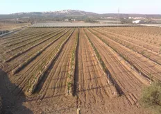 "In alcune aree del tarantino, tradizionalmente viticole, gli impianti di albicocco iniziano a "farsi spazio" tra i tendoni. Giovane albicoccheto (in foto) presso l’azienda agricola "Latorrata" in Agro di Mottola (TA)."
