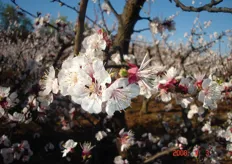 I fiori dell'albicocco sono sessili (inseriti sul ramo senza peduncolo), ermafroditi, campanulacei, solitari o accoppiati e di colore bianco o rosaceo.