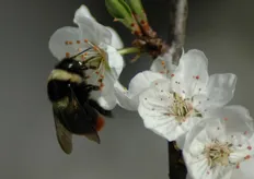 "Nell'albicocco l'impollinazione e' entomofila, operata dalle api e da altri insetti pronubi. In foto un bombi durante il lavoro di "bottinatura" su un fiore di albicocco."