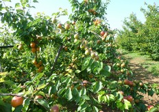 L'albicocco e' una specie autofertile. Alcune recenti cultivar di origine nord americana e canadese sono parzialmente autosterili.