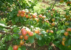 Le varieta' del gruppo BEE (in foto Pinckot*®) derivano dall'incrocio di varieta' europee con varieta' nordamericane. Per fruttificare necessitano di impollinatori.