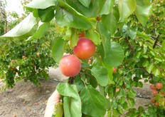 Albicocco Tsunami®. Periodo di raccolta I decade di maggio (Metapontino – MT).