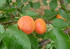 Albicocco Spring Blush ®. Periodo di raccolta II decade di maggio (Metapontino – MT).