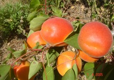 Albicocco Pinkcot®. Periodo di raccolta I decade di giugno (Metapontino – MT).