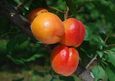 Albicocco Big Red®. Periodo di raccolta II decade di giugno (Metapontino – MT).