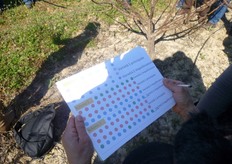 Schemi di disposizioni degli impollinatori suggeriti dai Vivai Escande.