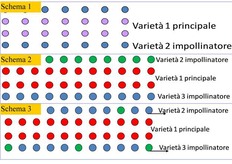 Schema 1: alle due file della varieta' principale (VR1) segue una fila di una sola varieta' di impollinatore (VR2). Schema 2: alle due file della varieta' principale (VR1) segue in modo alterno la fila delle due varieta' di impollinatore (VR2-3). Schema 3: simile allo schema 1 dal quale differisce per la presenza, lungo la fila dell'impollinatore, di piante di una seconda varieta' impollinatore poste nel rapporto di 1:5 (20%).