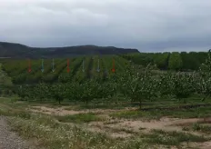 Impianto di albicocco (in foto), a Lleida (Catalogna- Spagna), costituito da varieta' del gruppo Escande. Sono evidenti, dal colore della chioma e dall'habitus della pianta, le file alterne della varieta' principale (freccia celeste) e della varieta' impollinatore (freccia rossa).