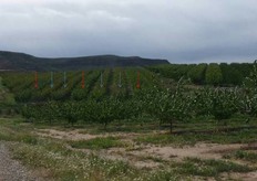 Impianto di albicocco (in foto), a Lleida (Catalogna- Spagna), costituito da varieta' del gruppo Escande. Sono evidenti, dal colore della chioma e dall'habitus della pianta, le file alterne della varieta' principale (freccia celeste) e della varieta' impollinatore (freccia rossa).