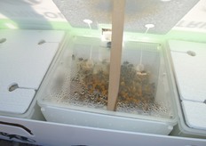 Il numero elevato di bombi (350-400/TRIPOL) garantisce una notevole capacita' di impollinazione fin dai primi giorni dell'introduzione delle arnie nel frutteto. Questo e' un aspetto particolarmente importante per le specie arboree con fioriture brevi e intense.