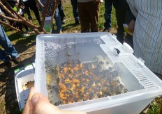 "Il contenitore "TRIPOL" e' dotato di un sistema di alimentazione (brevettato) che assicura ai bombi, durante il trasporto delle arnie, la razione giornaliere di polline necessaria per sopravvivere."