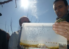 Il sistema di alimentazione interno viene interrotto, spiega il Pallino (Koppert), dopo che le arnie vengono posizionate nel frutteto, per incoraggiare i bombi a bottinare.