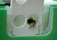 I bombi, a parita' di tempo, visitano piu' fiori delle api (10 fiori/min). Un volo di bottinatura dura circa 30 minuti. Per ogni bottinatura vengono visitati 30 fiori. In 8 ore ci sono circa 16 voli. Da ogni arnia possono essere visitati piu' di 300.000 fiori al giorno.