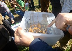 "I bombi hanno un sistema di comunicazione meno complesso delle api. Pertanto, e' meno probabile che arrivino alla "comunita'", da parte di qualche bombi operaia, segnalazioni di eventuali fioriture piu' ricche e piu' appetibili nelle vicinanze alle arnie che interferirebbero sulla regolare attivita' di bottinatura del frutteto."