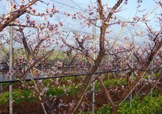 In ambiente protetto (tunnel, rete antigrandine) i bombi lavorano meglio delle api perche' hanno un miglior senso di orientamento.