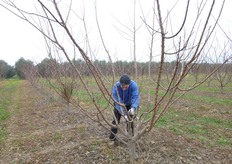 Sulle varieta' poco vigorose, dai tagli praticati a fine inverno fuoriescono nuovi germogli che assicurano il rinnovo delle formazioni fruttifere (dardi).