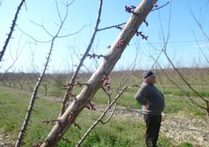 Per favorire l'emissione e il rinnovo dei dardi (in foto prossimi alla fioritura) e' indispensabile una corretta gestione della chioma con appropriati interventi di potatura.