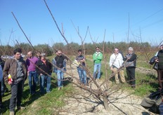"Anche le "monconature" dei rami presenti sulle brache principali, praticate prevalentemente durante la stagione vegetativa, in particolare nei primi anni di sviluppo della pianta, favoriscono l'emissione dei "mazzetti di maggio"."