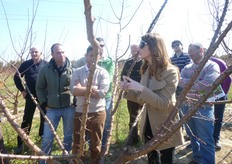 "Sulla "Kioto", varieta' di albicocco non molto vigorosa, gli interventi di potatura della fase vegetativa (primavera-estate), raccomanda Edwige, devono essere molto contenuti e devono puntare a favorire l'arieggiamento e la penetrazione della luce all'interno della chioma per il mantenimento delle formazioni fruttifere, "mazzetti di maggio"."