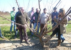 Per favorire una buona emissione di formazioni fruttifere, l'inclinazione ideale delle branche principali deve essere, secondo i tecnici Escande, intorno a 45 gradi.