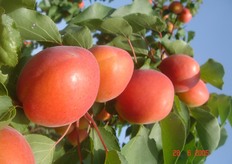 "La "Kioto*cov", l'unica varieta' di BEE autofertile, ha qualita' gustative molto interessanti, l’IR (Indice Rifrattometrico) medio intorno a 13,0 °Brix, la polpa di colore arancio, succosa e consistente."