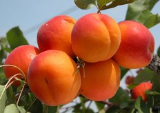 "I frutti di "Kioto*cov", periodo di raccolta III decade di giugno, sono molto resistenti alle manipolazioni e presentano una buona shelf-life (conservazione post-raccolta)."