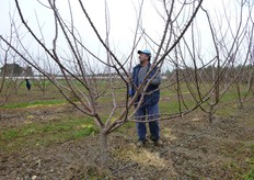 Durante il periodo di riposo vegetativo, sulle varieta' vigorose, devono essere eseguiti solo tagli di rifinitura e di selezione di branche in sovrannumero.